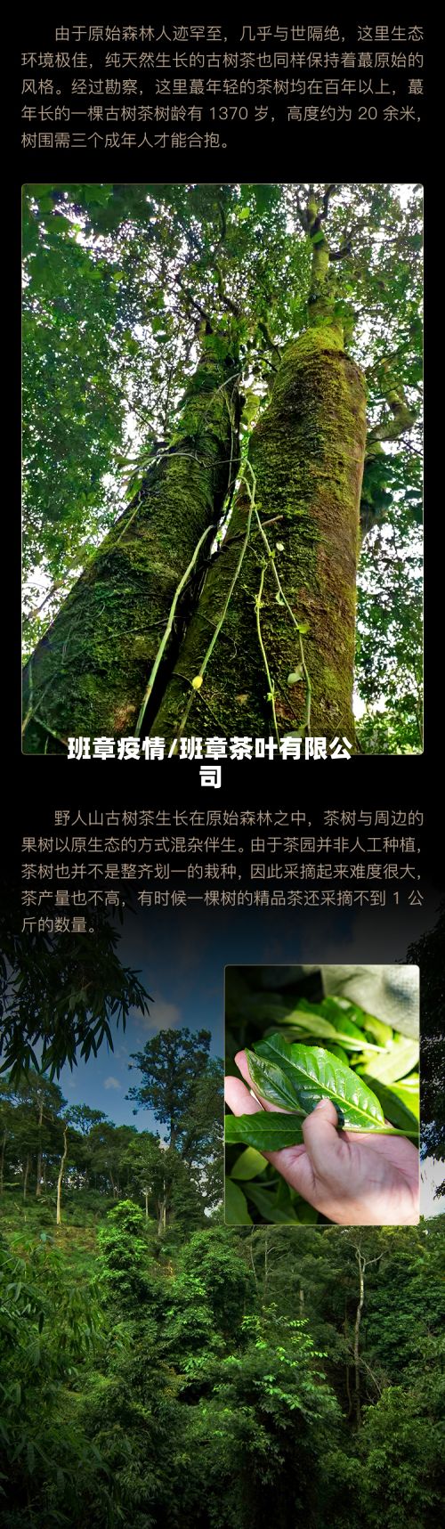 班章疫情/班章茶叶有限公司