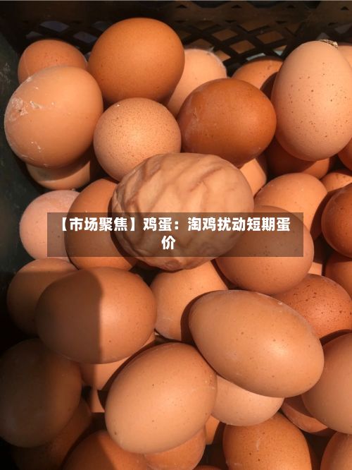 【市场聚焦】鸡蛋:淘鸡扰动短期蛋价-第1张图片