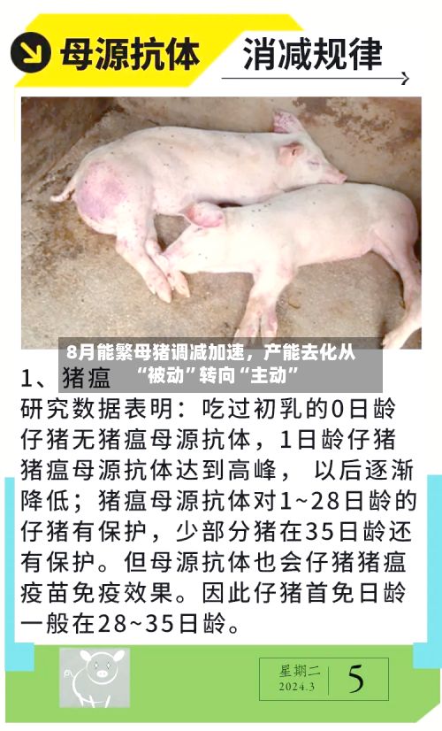 8月能繁母猪调减加速，产能去化从“被动”转向“主动	”-第1张图片