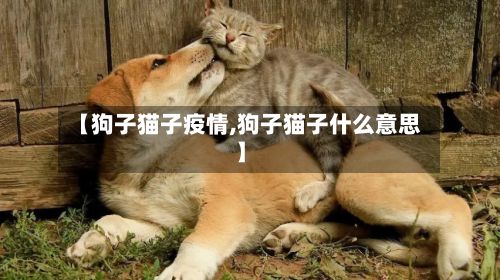 【狗子猫子疫情,狗子猫子什么意思】