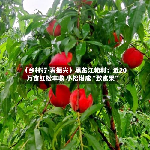（乡村行·看振兴）黑龙江勃利：近20万亩红松丰收 小松塔成“致富果”-第3张图片