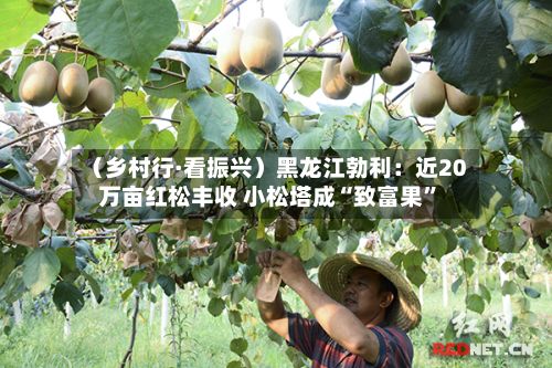 （乡村行·看振兴）黑龙江勃利：近20万亩红松丰收 小松塔成“致富果”-第2张图片