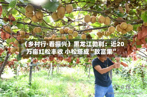 (乡村行·看振兴)黑龙江勃利:近20万亩红松丰收 小松塔成“致富果”